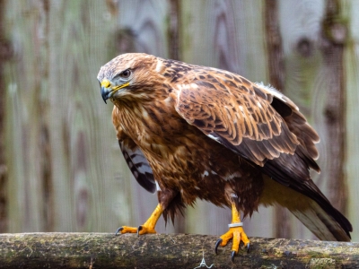 Arendbuizerd - De Zonnegloed - Dierenpark - Dieren opvangcentrum - Sanctuary